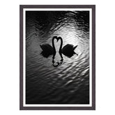 Amore Riflesso, Ballata dei Cigni
